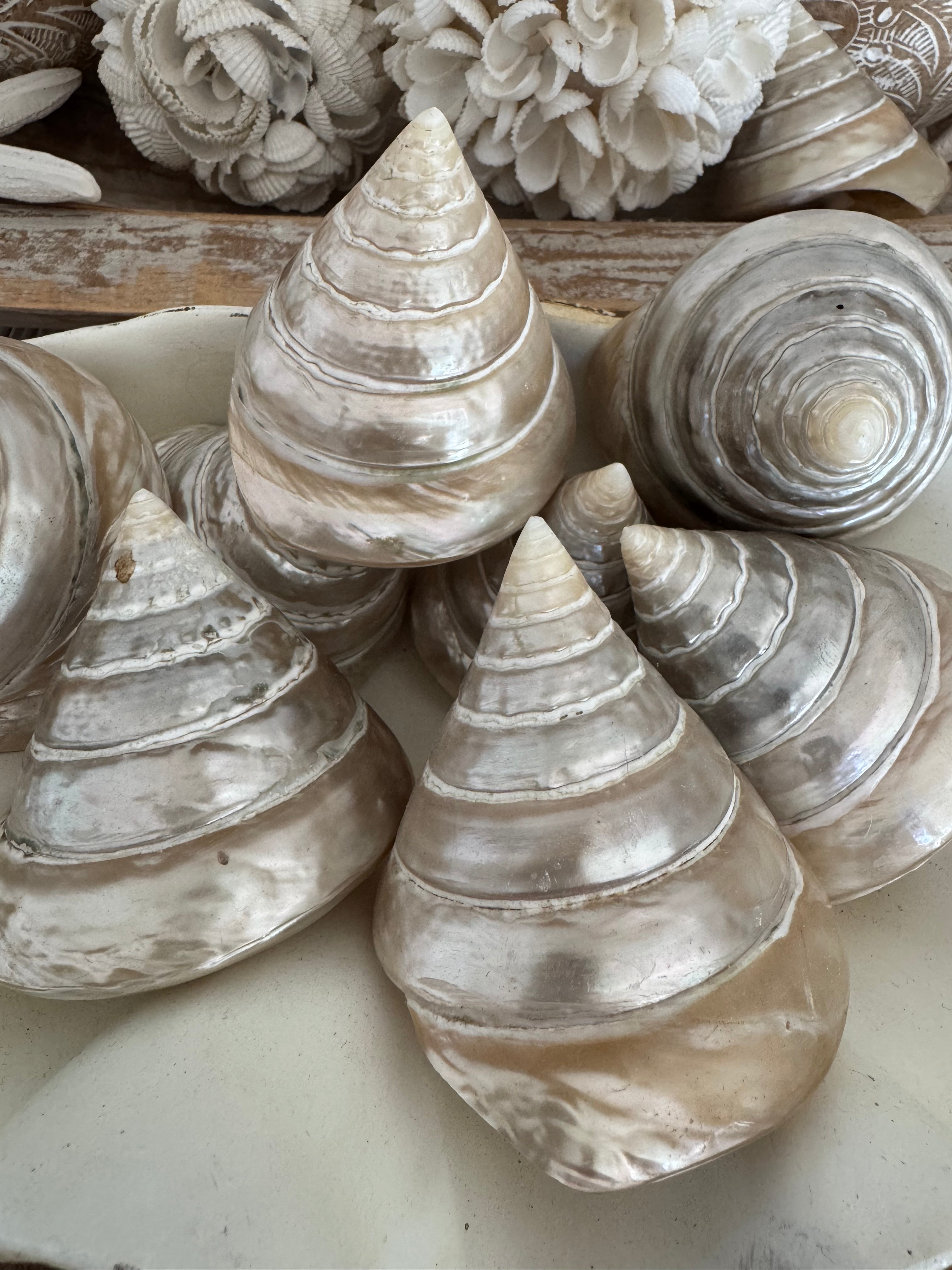 Large trochus Shell