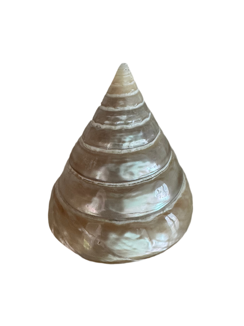Large trochus Shell