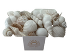 Reef Shell Box - White Pearl