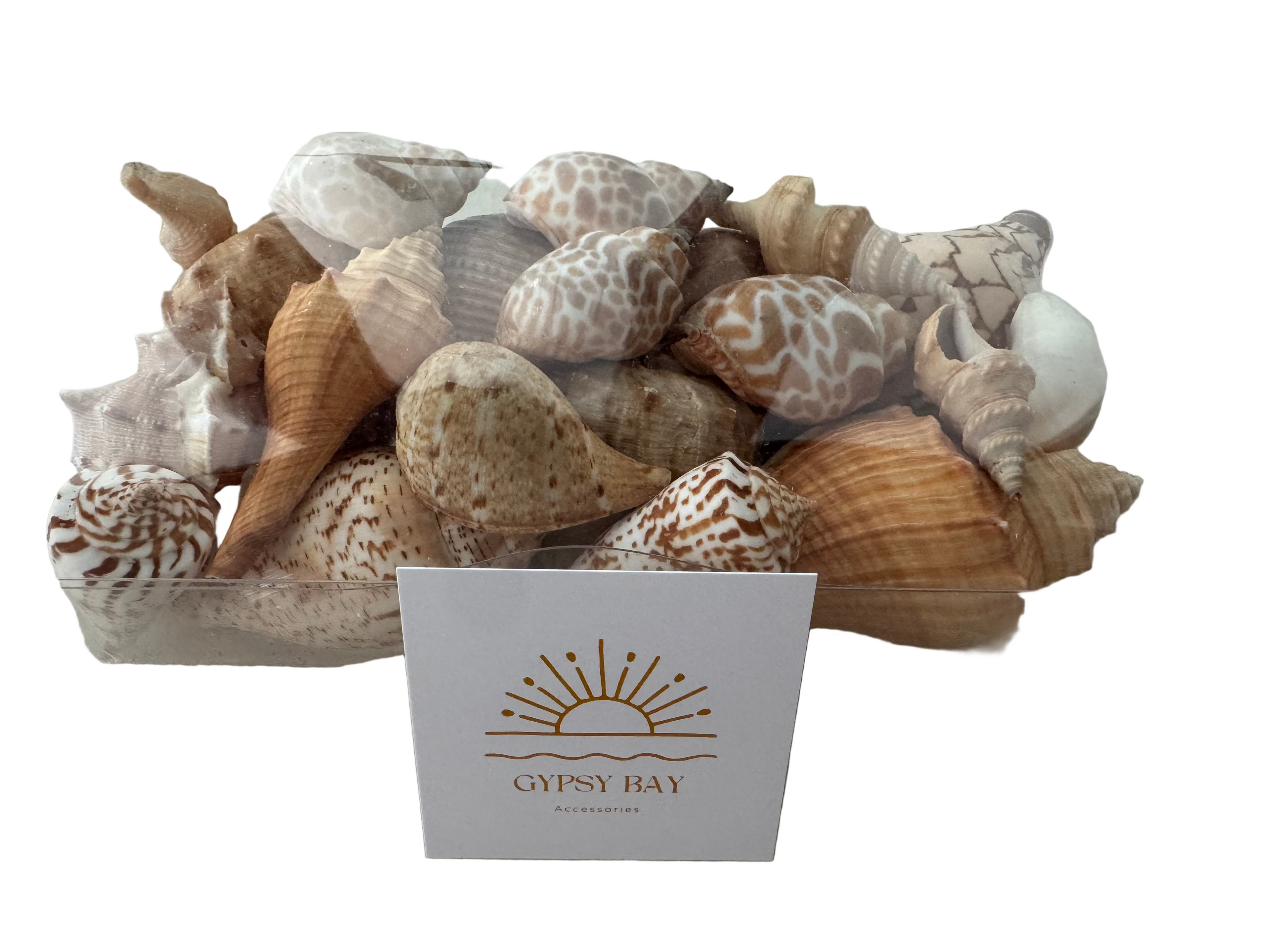 Reef Shell Box - Neutrals