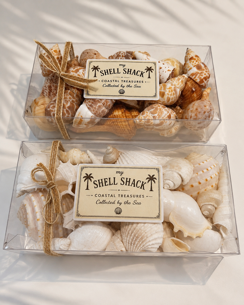 Reef Shell Box