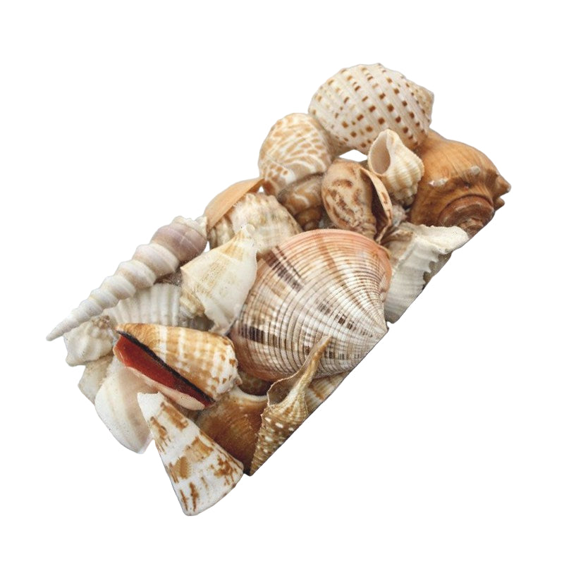 Reef Shell Box - Neutrals