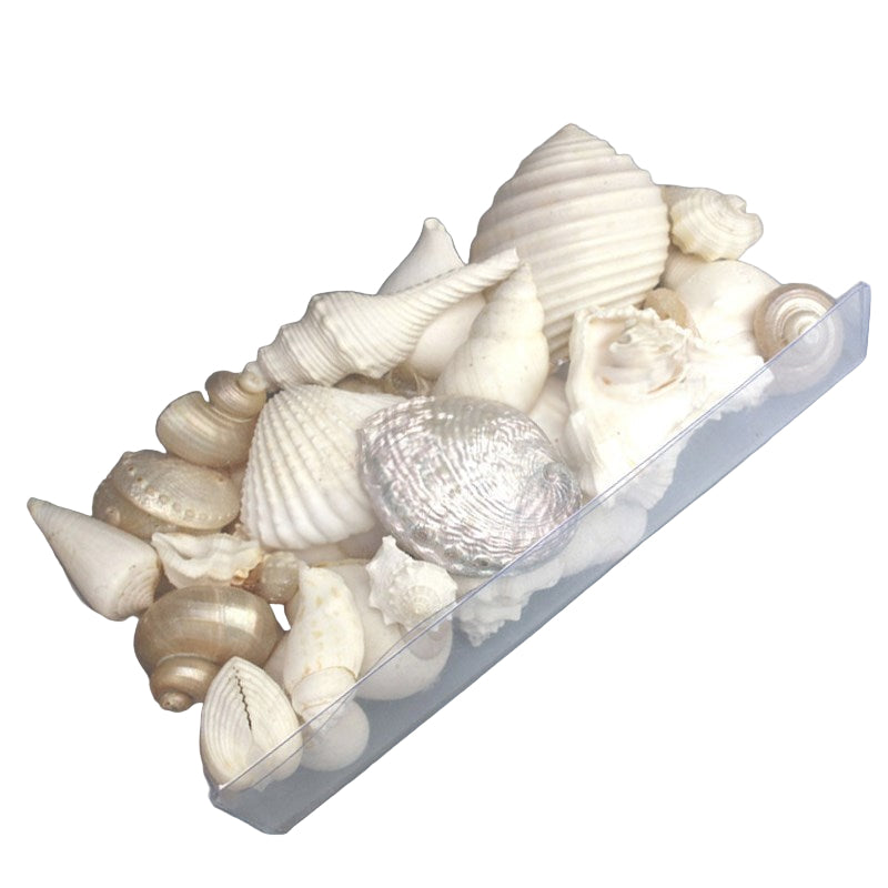 Reef Shell Box - White Pearl